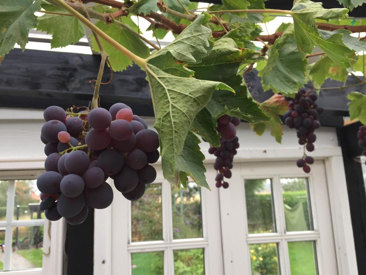 Revninge Guesthouse Zewnętrze zdjęcie